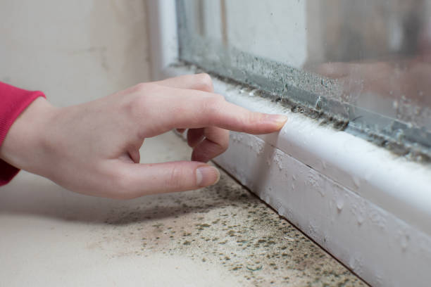 Best Attic Mold Removal  in Beardstown, IL